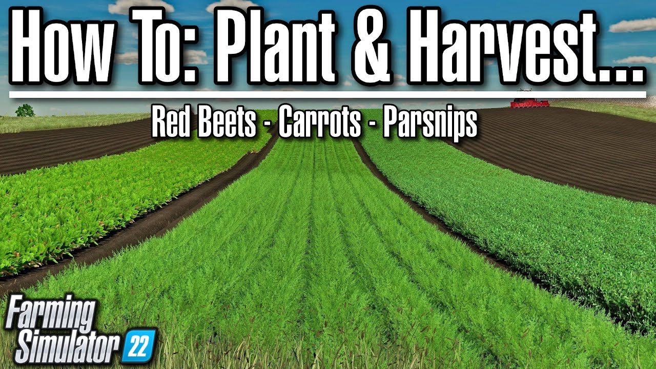 How To Plant & Harvest - Carrots, Parsnips, & Red Beets | Farming ...