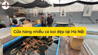 Tới thăm cửa hàng cá koi tại Hà Nội