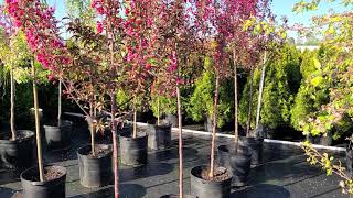 Malus Show Time™ (Crabapple) / Terrific Proven Winners® Tree With Bronze leaves, Red Flowers \u0026 Fruit