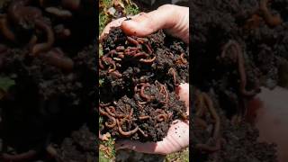 Growing earthworms at home # Easy diy warm bean # worm farm # how to increase worm # unlimited worm