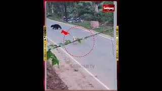 ஏரியாவிட்டு ஏரியா வந்த கரடி..! குரைத்தே விரட்டிய நாய்..! | Bear | Dog | Sathiyam TV