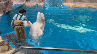 2024/12/31 ベルーガのトレーニング【全頭参加編2】@名古屋港水族館