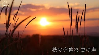 【自然音】秋の夕暮れ虫の声 コオロギ 【広告なし】【作業用BGM】