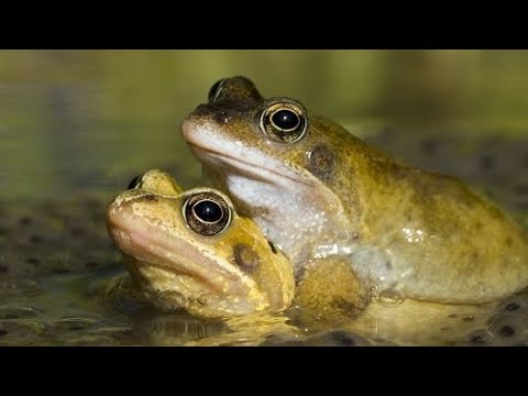 Frogs Youtube