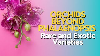 Orchids Beyond Phalaenopsis: Rare and Exotic Varieties