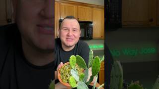 Have You Ever Had Cactus? This is How I Clean and Cook Nopalitos!