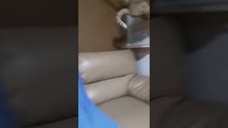 トイレハイ🎶最中の暴走ニャン子🐈💨💨🚀❇❇ #猫動画 #かわいい #猫 #癒し #shorts #cute #猫の日常　#猫のいる生活 #猫好き #japanesecat #kitten #cat