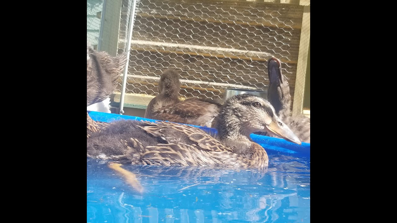 Ducklings In A Bath Youtube