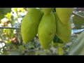 indian jujube tree great fruit