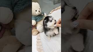 #대전강아지분양 #폼스키 pomsky 역대급  폼스키 왕자님 하늘이 #폼스키분양