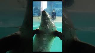 水族館でかってに芸を せてみました 下田海中水族館