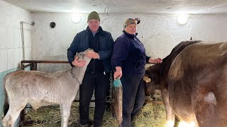 Все буде Україна! Маленька ферма, бики на м’ясо чи корови на молоко — де вигода?