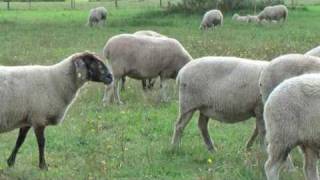 Tierisches aus Büchenbach