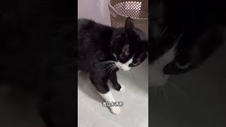 【钮祜禄安舒】奶牛貓平淡的一天2 #猫  #搞笑配音 #搞笑视频