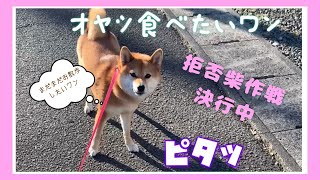 お散歩でお腹がすいちゃうワン🐕拒否柴モードででオヤツをおねだりする柴わんこ #お散歩 #拒否柴 #癒し #柴犬  #柴犬のいる暮らし #柴犬SAKURA #日本犬 #shiba