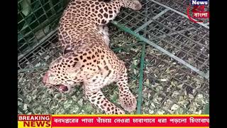 ফের বনদপ্তরের পাতা খাঁচায় নেওরা চাবাগানে ধরা পড়লো চিতাবাঘ