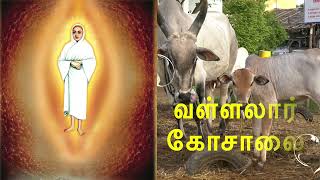 Vallalar Gosalai | வள்ளலார் கோசாலைதிருப்பணி #goshala #Tiruvannamalaigoshala #kosalai #vallalargosala