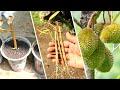 How to propagate durian tree from cutting (100% success)