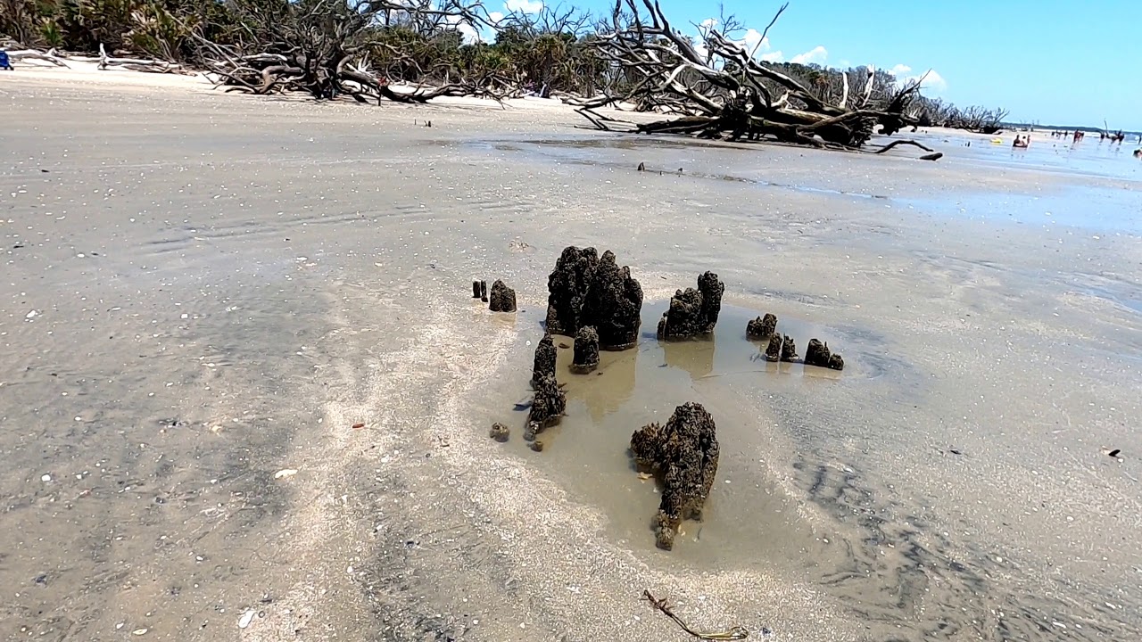 Botany Bay Plantation Heritage Preserve And Wildlife Management Area L ...