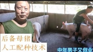 养猪创业哥！如何给母猪人工配种，干货收藏