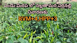 ఎండు మిరపలో నల్లతామర,ఎర్రనల్లి నివారణకు BVM+4,HPP++3||#organicchillitrading