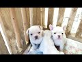 子犬id：1805 01102　フレンチブルドッグ4 20生まれ 男の子