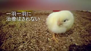 1日齢　踏み潰されるヒナ