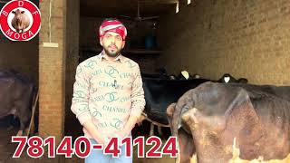 ਦੁੱਧ 12 ਕਿਲੋ -1 ਤੋਕੜ ਗਾ -1 ਤਾਜ਼ੀ ਸੂਈ ਗਾ ਵਿਕਾਉ -2 cow for sale (24-12-2024)