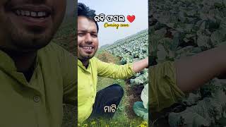 ରବି ଫସଲ🎄coming soon❤️ #viralvlogs  #viralshorts #ilutravelvlog #naturelovers #cultivation #balasore🎄