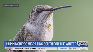 Hummingbirds migrating south ahead of winter make pit stops in Texas yards