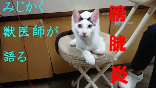 みじかく獣医師が語る膀胱炎について