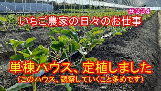 単棟ハウス、定植しました（このハウス、観察していくこと多めです）　いちご農家の日々のお仕事　＃３３４