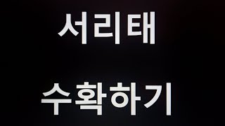 [텃밭농부.450]  서리태 수확.서리태재배.11월