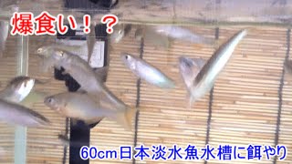 60cm日本淡水魚水槽に餌やり！【アクアリウム】