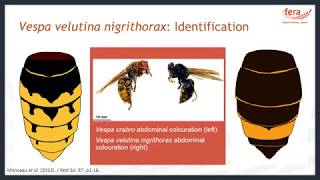 Fera Training: Asian Hornet Biology