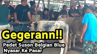 Langka!! Pedet Suson Super BELGIAN BLUE Jadi Tontonan | Pasar Sapi Siyonoharjo