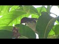 ashy tailorbird nesting