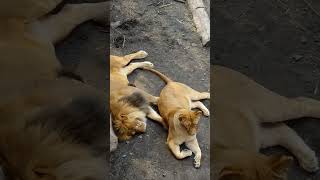 オリチョ\u0026イオなかよし夫婦❗旭山動物園オリトファミリー❗