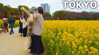 [4k] Tokyo - Walking in Hamarikyu Gardens. Field of rape blossoms in spring (Mar. 2023)