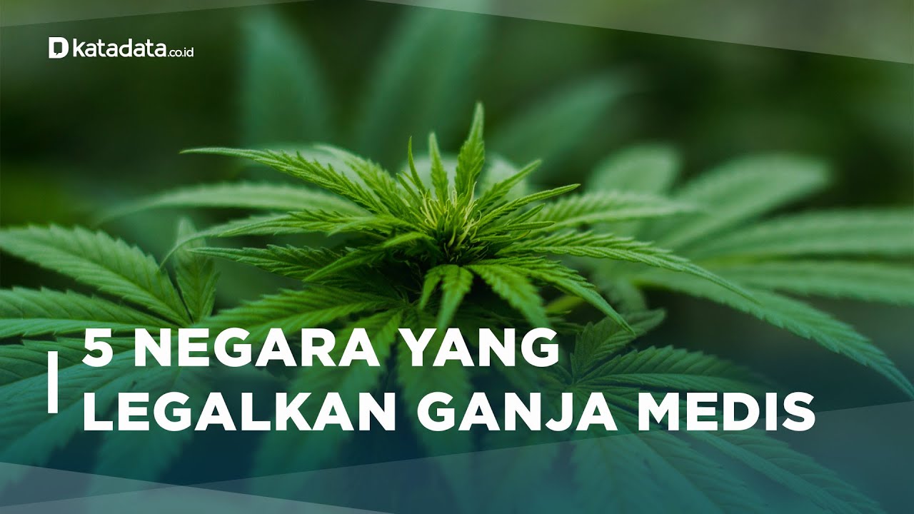 5 Negara Yang Legalkan Ganja Untuk Kebutuhan Medis | Katadata Indonesia ...