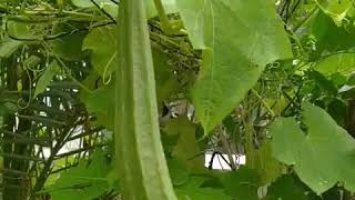 11. మీద్దె తోట లో బీరకాయ #Ridgegourd / #Berakai in my terrace garden