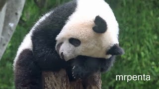 今日のシャンシャン ７月５日　上野動物園　香香　パンダ