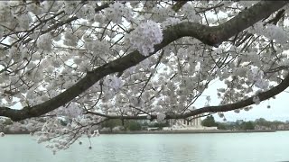 Will the rain affect the Tidal Basin cherry blossoms? | NBC4 Washington
