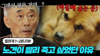 ※눈물 주의※ 노견이 며칠째 밥도 안 먹고 죽기만을 기다렸던 이유 | 힙하게 1~2회 요약