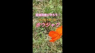 花の蜜を吸う蛾