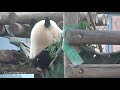 2020 11 29 1 シャンシャンとカ太郎とドンゴロスとシャンモック　gaint panda xiang xiang