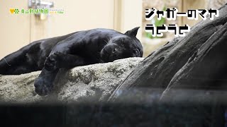 【東山動植物園公式】マヤ、うとうとPart2《 ジャガー 》