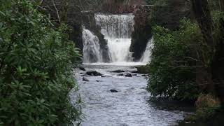 Penllergaer and Penllergare with Swansea Ramblers