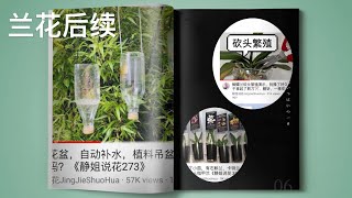 【21183】兰花后续，砍头繁殖的蝴蝶兰和那六棵兰花小苗// 静姐说花729