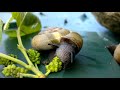 Time-lapse of a snail eating